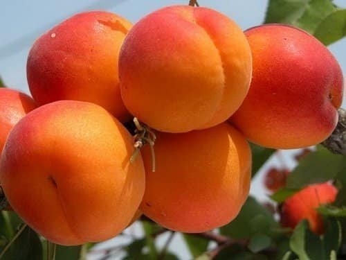 Абрикос оранж ульянихинский дерево