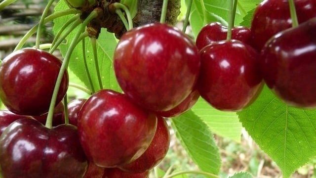 Характеристика и описание черешни «Овстуженка» с крупными ягодами и отменным вкусом