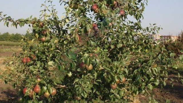 Груша «Дюймовочка»: фото плодов, описание характеристик и устойчивости к заболевания сорта Selo