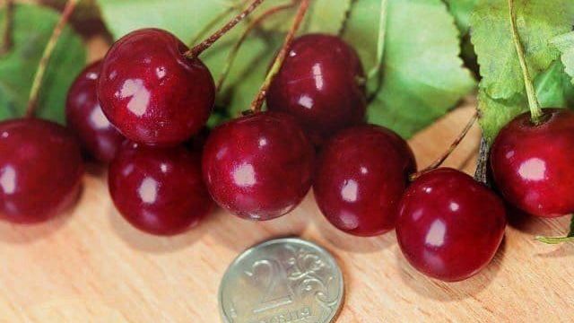 19 лучших сортов вишни для Урала