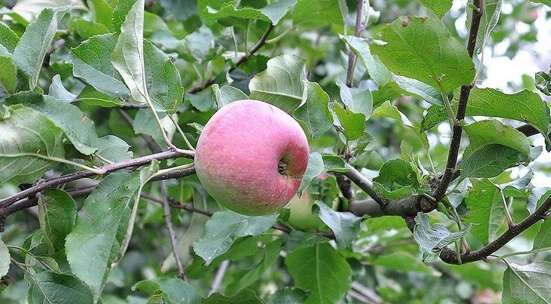 Кортланд яблоня