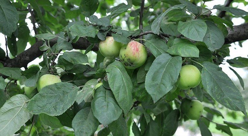 Яблоня тамбовское
