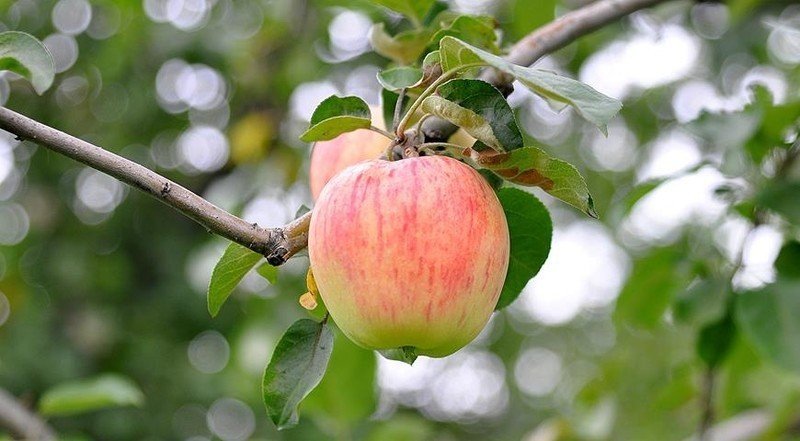 Яблоня яблочный спас