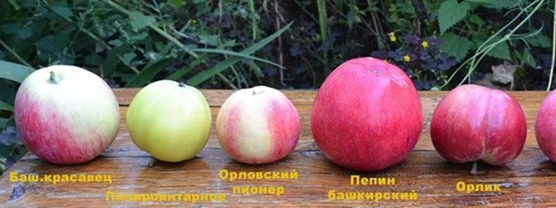 Сорт яблок башкирская красавица
