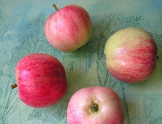 Сорт яблони башкирская красавица