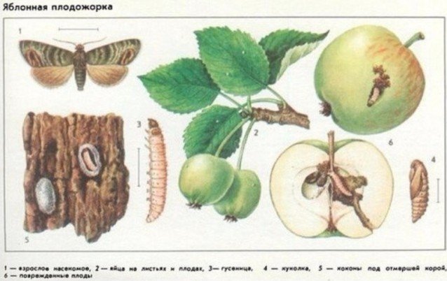 Тип развития яблоневая плодожорка