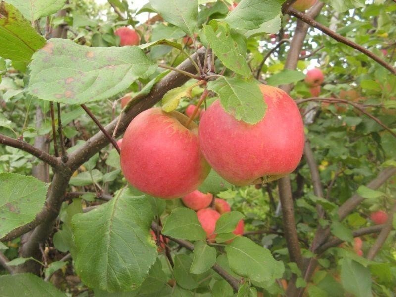 Яблоня сорт персиянка