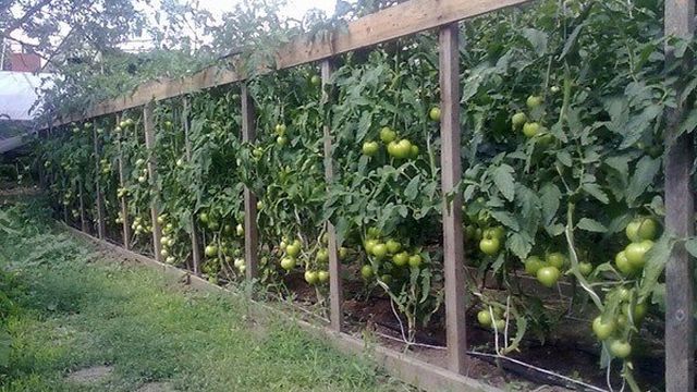 Как подвязать помидоры в теплице из поликарбоната и в открытом грунте