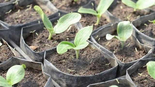 Как посадить кабачки