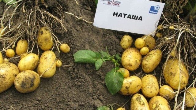 Картофель «Наташа»: описание сорта, фото, отзывы