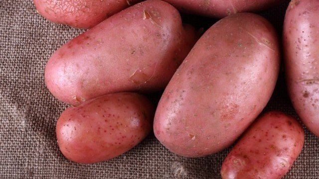 Картофель «Дезире»: характеристики и описание сорта, преимущества и недостатки