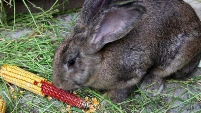 Можно ли давать кроликам кукурузу в початках и листьях