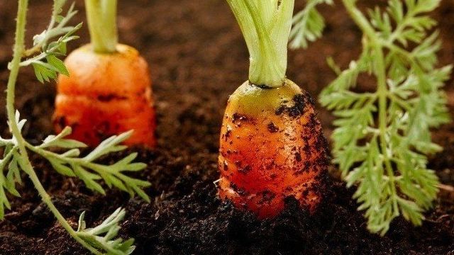 Как правильно проредить морковь на грядке в открытом грунте