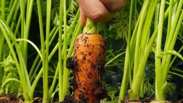 Морковь польза и вред — чего больше и надо ли вообще ее есть