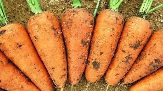 Лучшие сорта моркови для средней полосы России