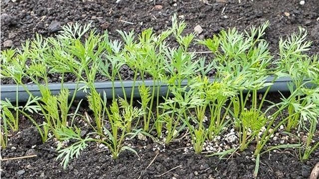 Правила посадки моркови весной в открытый грунт семенами