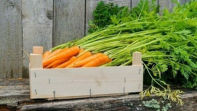 Зимние хранение моркови — сорта моркови, сладкие, крупные сорта