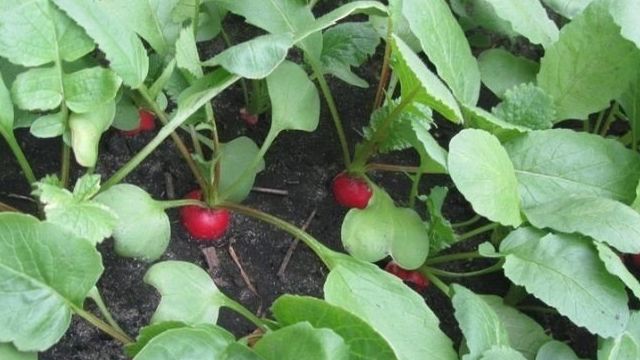 Чем подкормить редис для быстрого роста корнеплода? Чем подкармливать после всходов в открытом грунте и теплице
