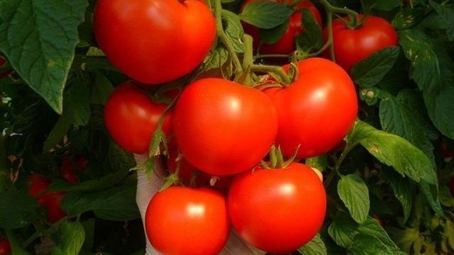 Томат Марисса F1: фото и отзывы об урожайности помидоров, описание и характеристика сорта