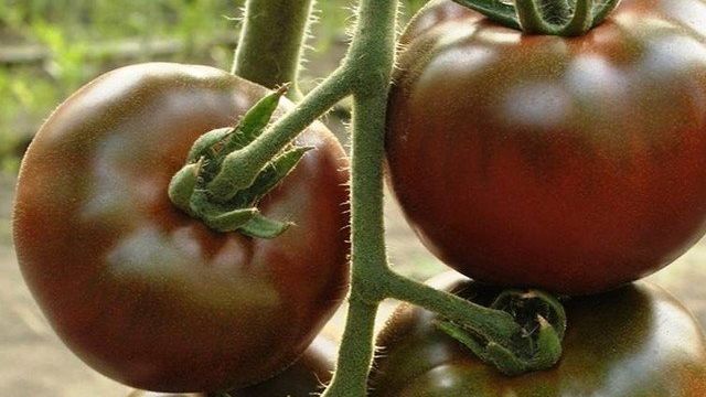 Лучшие черные сорта помидоров для теплицы и открытого грунта с фото и описанием
