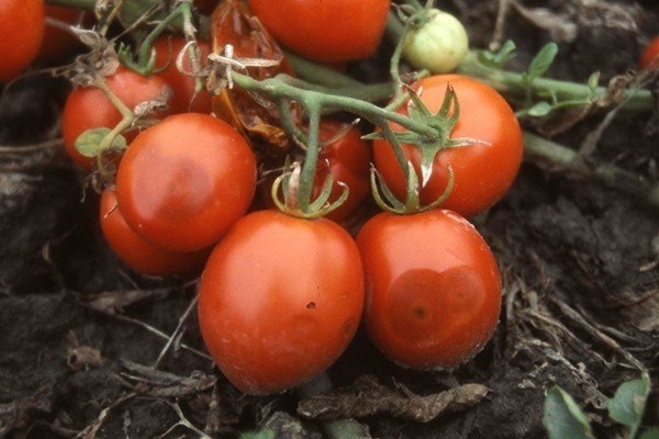 Антракноз томатов