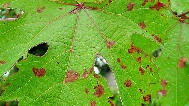 О чем говорят пятна на виноградных листьях