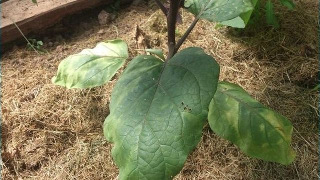 Основные болезни и проблемы при выращивании баклажана в теплице