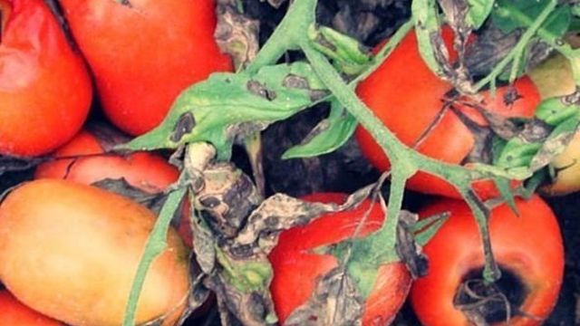 Почему гниют помидоры на кустах