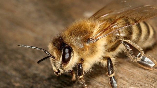 Пчелы на балконе — как от них избавиться? Лучшие способы борьбы с осами и пчелами