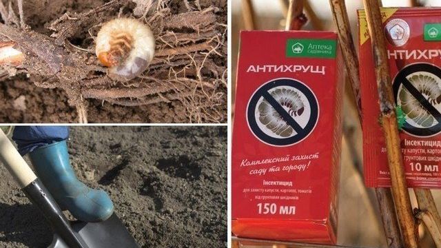 Как спасти клубнику от личинок майского жука народными средствами