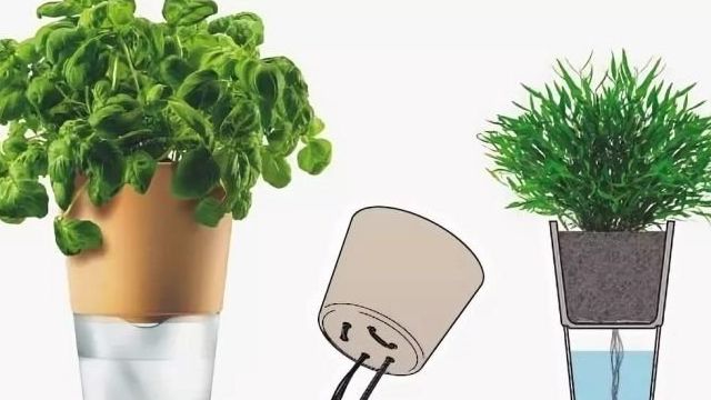 Автополив для комнатных растений своими руками: как сделать систему автополива для цветов из пластиковых бутылок и из капельницы в домашних условиях