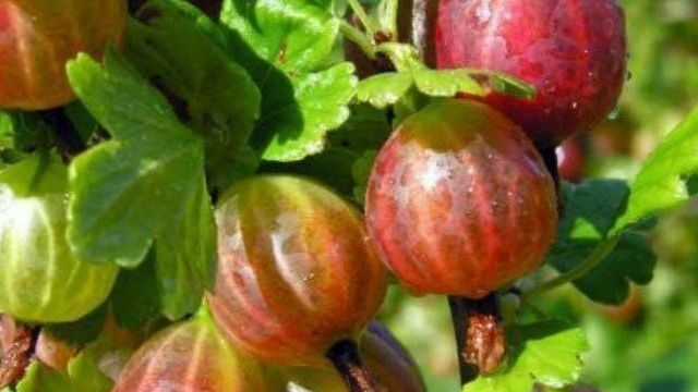 Крыжовник-северный виноград: сорта, варенье, выращивание, уход