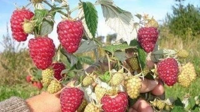 Сорта малины красной для Восточной Сибири и Дальнего Востока
