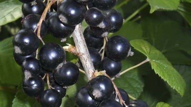 Смородина Пигмей: описание сорта черной смородины, выращивание