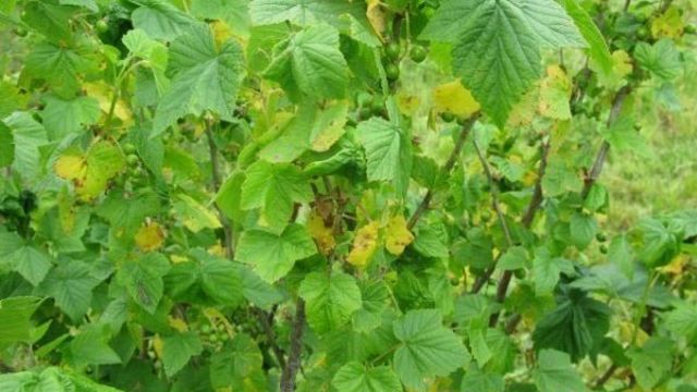 Желтеют листья смородины: что делать, причины пожелтения в июне или июле