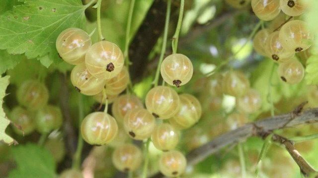 Смородина Белая Версальская: описание сорта красной смородины, выращивание