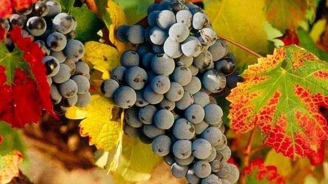 Как правильно обрезать виноград осенью