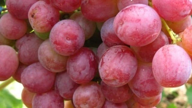 Описание винограда сорта Кардинал и правила выращивания