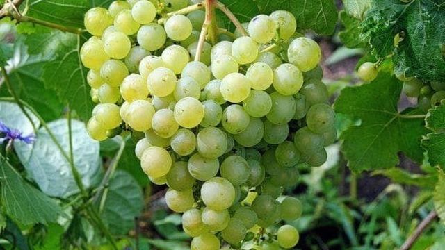 Виноград Алешенькин: описание сорта Алеша, отзывы