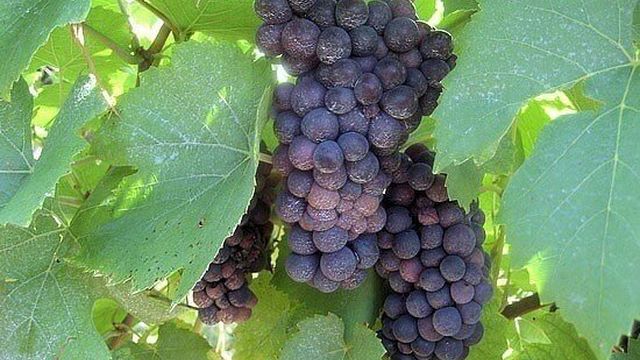 Виноград Триумф, описание сорта винограда Триумф