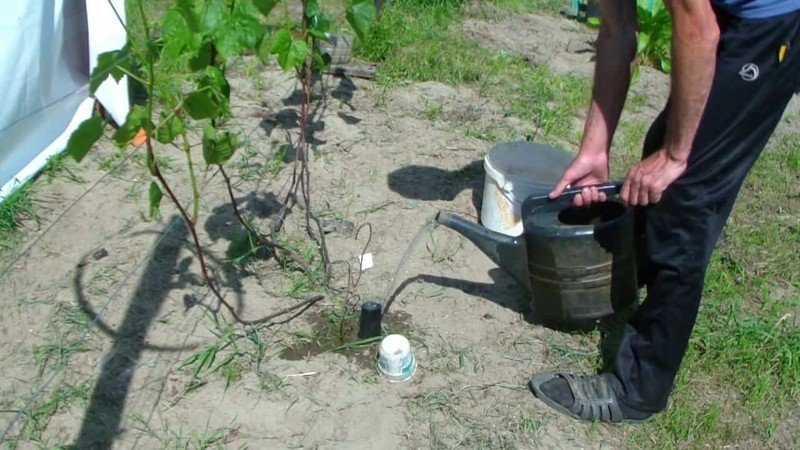 Посадка винограда в средней полосе для начинающих