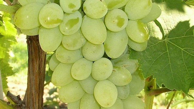Виноград сорта светлана подробное описание фото отзывы fermergoods