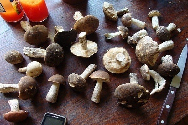 Переросшие грибы червивые