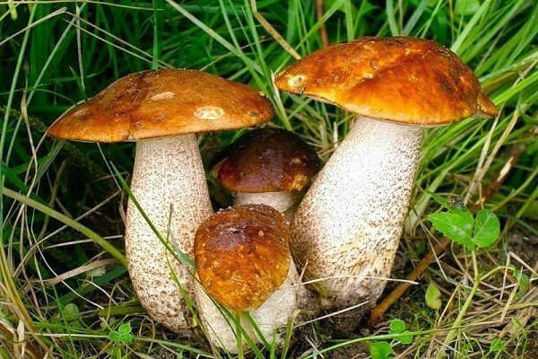 Съедобные грибы подберезовик