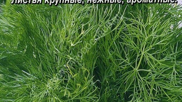 Как правильно выращивать укроп сорта Кибрай